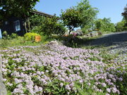 O񂳂̊ČK[fԖ؎R̓eʐ^1