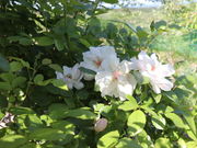 O񂳂̊ČK[fԖ؎R̓eʐ^13