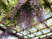 O񂳂̊ČK[fԖ؎R̓eʐ^9