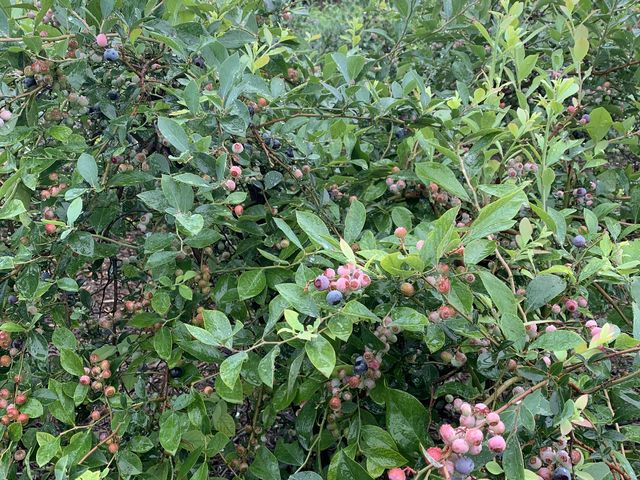 �u���[�x���[�̖�_���ʂ���ӂ��[��