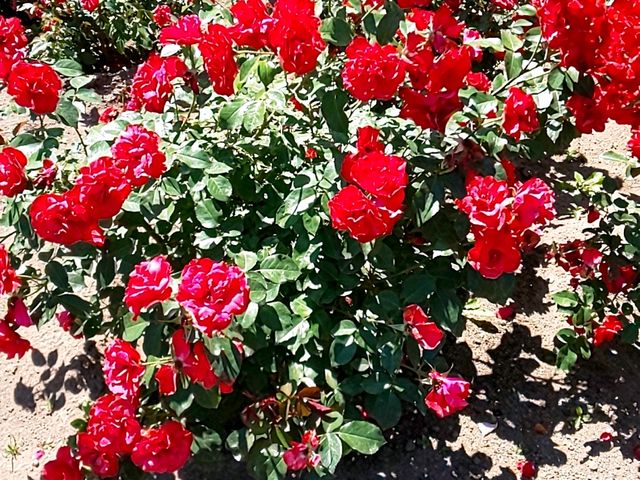 �K�[�f�����ɂ͐F�Ƃ�ǂ�̃o��_���[�Y�K�[�f�������Ղׂ�