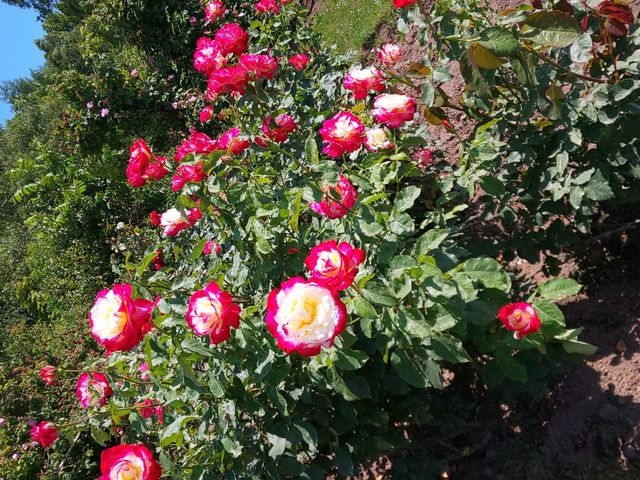 �ǂ���݂ȑf�G_���[�Y�K�[�f�������Ղׂ�