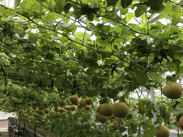 R̂낽񃁃B_rӂ邳Ƒ