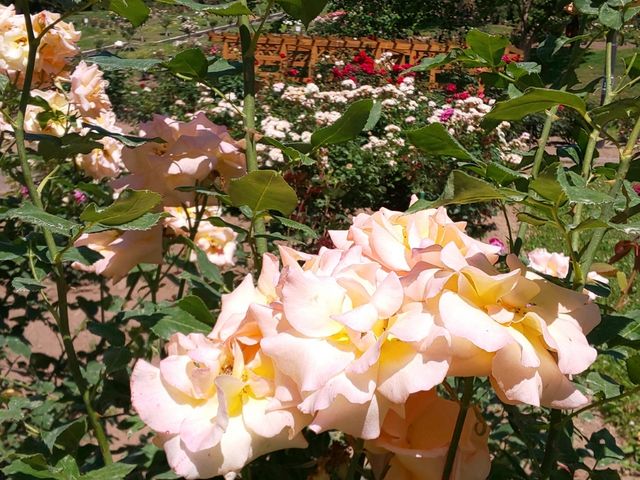 ���߂Ėڂɂ���o���̐F_���[�Y�K�[�f�������Ղׂ�