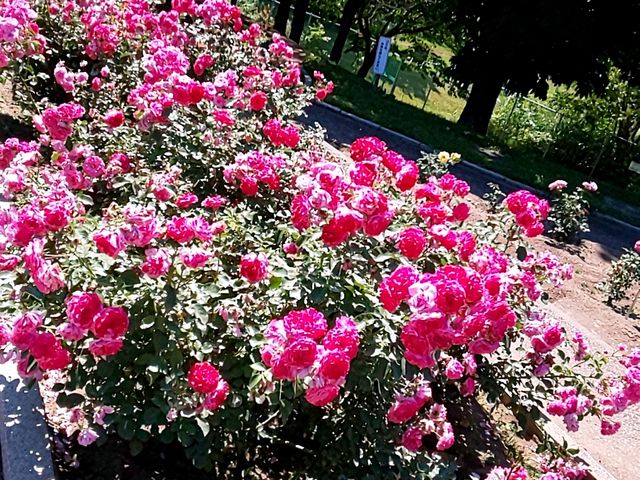 ���[�Y�K�[�f��
�܂�ŁA���Ƃ��̍���
�������񂾂��̂悤���K�N�Ɉ͂܂�_���[�Y�K�[�f�������Ղׂ�