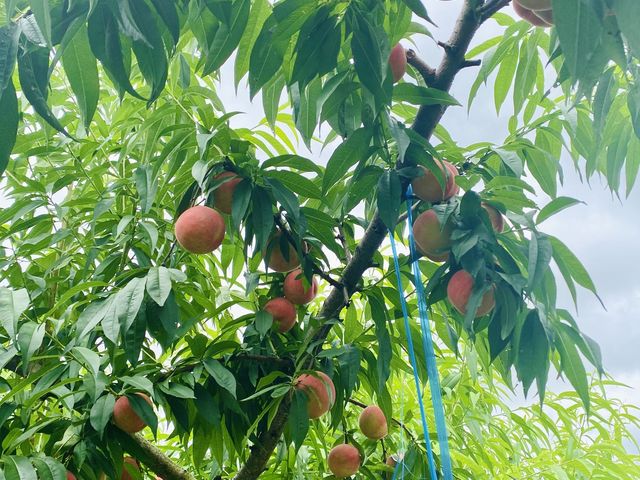 �؂̉��ɍs���Ƃ����Ɠ��̊Â����肪���܂����B�������̓�����邽�߂̋r�����݂��o����Ă��܂����B_�t���[�c�p�[�N�z��