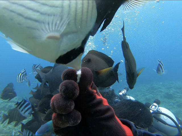 ���B�ɉa���`(*^_^*)_�����_�C�u (MalDive)