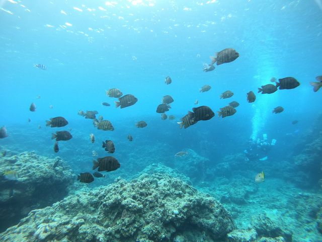 ���������������Ă��܂���_�����_�C�u (MalDive)