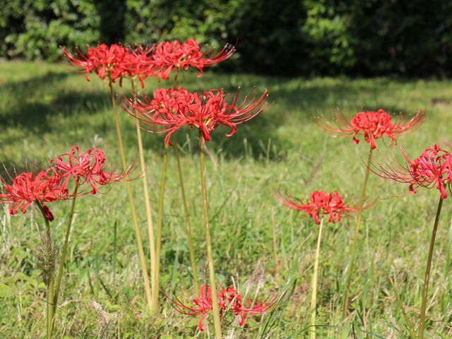 御苑内に咲く曼殊沙華_京都御苑