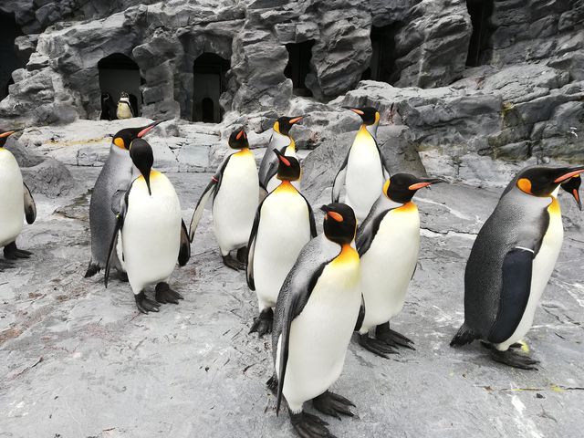 �W�c_���R������