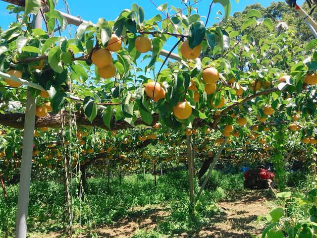 ��������o���čs���ƁA��������̗��������Ă��܂���(^^)_���c����