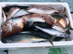 �����炳��̗L����Ђ͂�Ђ�ۂւ̓��e�ʐ^1