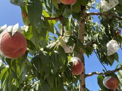 ̂肿񂳂̐ԉւ̓eʐ^1