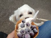 Ƃ񂳂̃u[x[܂̓eʐ^1