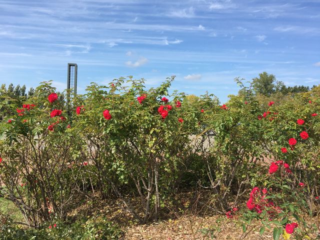 ����K�N_����݂�������o����