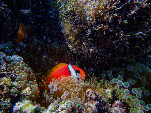 �F�N�₩�ȋ�_BLUE ALOHA�{�Ó�