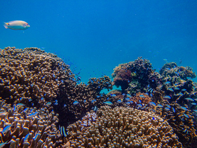 ���������j���ł��āA��i�ł���_BLUE ALOHA�{�Ó�