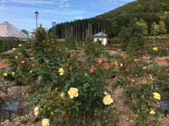 いわみざわ公園バラ園の口コミ一覧 じゃらんnet