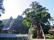 ܂̋ʎ|_Ђ̔S̓eʐ^1