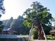 まりもさんの玉若酢命神社の八百杉の投稿写真1