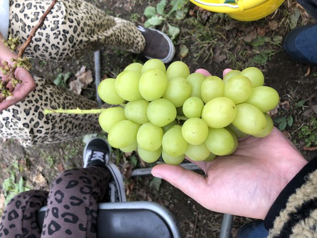 �V���C���}�X�J�b�g�ō��I_��É�