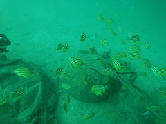 Ȃ񂳂̃_CrOVbvKIAORAւ̓eʐ^1