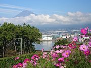 Ă邿񂳂̓cq̉Y̓eʐ^1