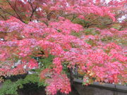 papamamủGXqR̓eʐ^1