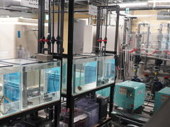 炰񂳂̃JXC 萅قւ̓eʐ^1