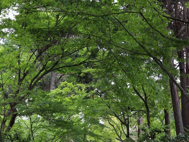 �R�̒��̎��̂悤�ł����B_�����@