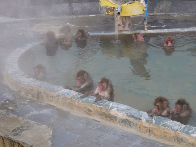 �l�Ԃ̂悤�ɉ���ł������܂鉎����_���̐쉷��