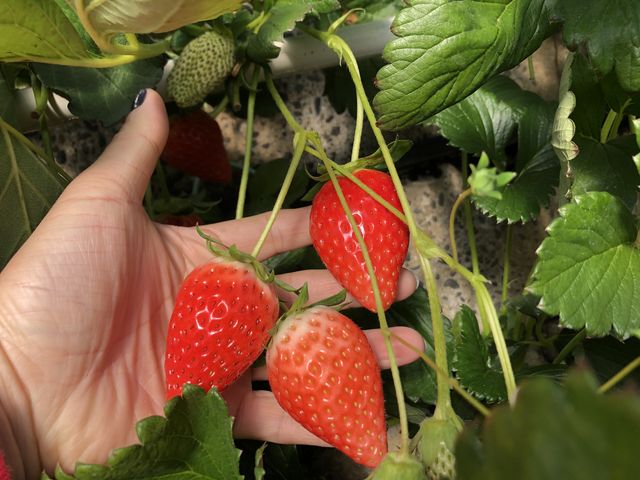 �������Â�����_�T�N�U�_��