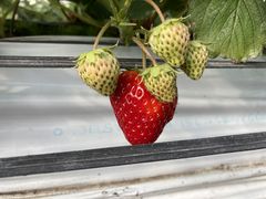 񂳂͖̉쉀|ւ̓eʐ^1