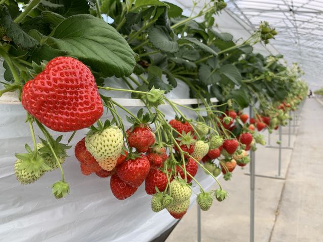 ����������_��傤����