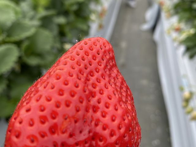 �傫���[�I�Â��I�I�K���[�I�I�I_�}�G�����t�@�[��