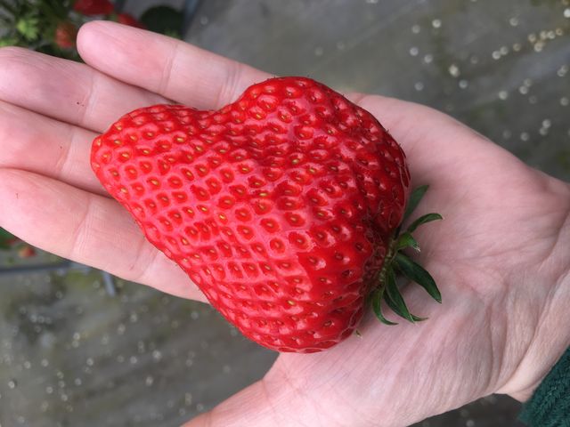 ���̃T�C�Y��35���H�ׂ܂���(��)_��̌���