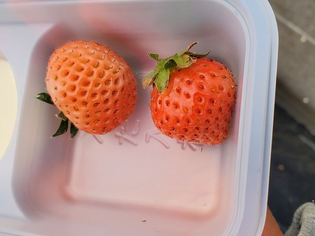 �s�v�c�ȐH���̃C�`�S�B���͓��݂����B
���O�͓��O�B_�Ђ��܂�_��