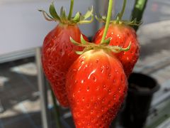 ɂɂ񂳂̂Ƃ悳t@[ւ̓eʐ^1