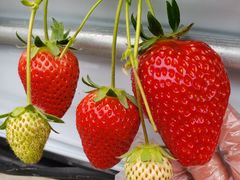 ̂񂿂񂳂̂Eu[x[_@x[̋ւ̓eʐ^1