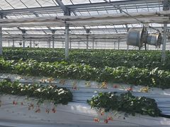 Ȃ䂫̗z܂_ւ̓eʐ^1