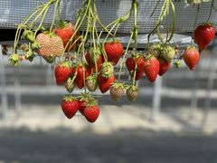 aki0218̂Ƃ悳t@[ւ̓eʐ^1