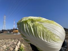 �͂邩����̉����t�@�[��At�ւ̓��e�ʐ^1