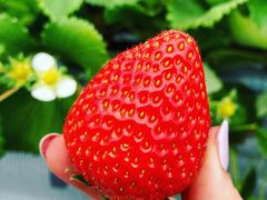 킵킢strawberry farm ӂƂւ̓eʐ^1