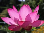 Yanwenli̐MZ̘@̓eʐ^2