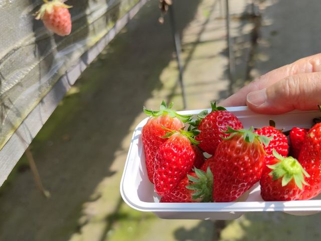 �g���n�ꂽ�̂�I��ŐH�ׂ�̂��y�����B_��{��������