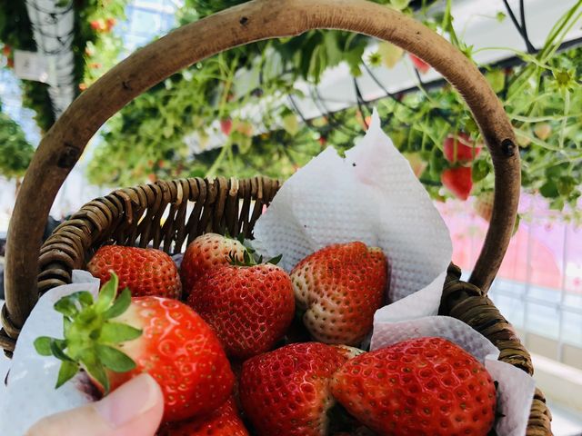 �����Ŏ����䕂��I_�ƂƂ�׃t�@�[��