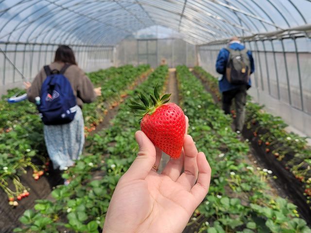 �C�`�S���ł����I_���c�t�@�[�������h