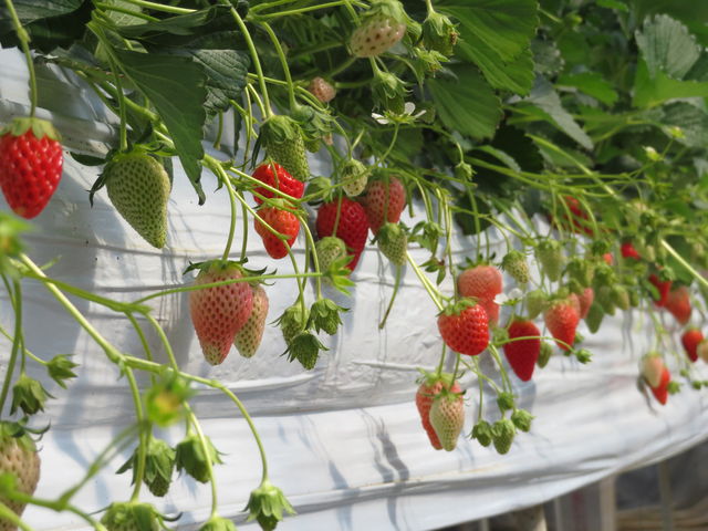 Ⴊ܂ɗ܂܃C`S肪ł̂ŁAƂĂyłB__