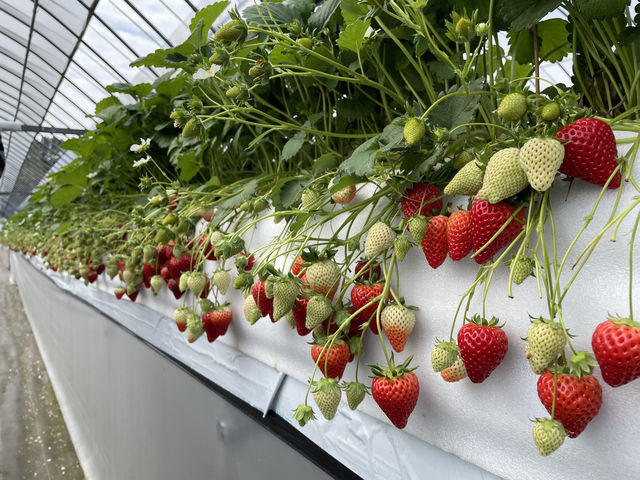 �H�ׂ���Ȃ̂ŁB�B�B���ۂ͂����Ƃ����ς��B_�ԍՂ������̒J