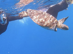 ؂SeaChanΊ_ւ̓eʐ^1